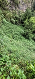 Plants: image 55 Of 208 Thumb